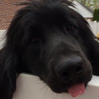 BOO BOO NEWF (@my3k9) 's Twitter Profile Photo BOO BOO NEWF (@my3k9) 's Twitter Profile Photo