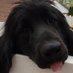 BOO BOO NEWF (@my3k9) Twitter profile photo BOO BOO NEWF (@my3k9) Twitter profile photo