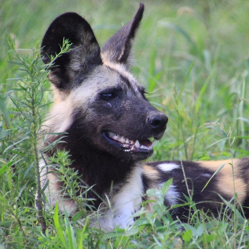 komainu_ls3t's profile picture. 飼育員になりきれなかった人。 /写真/一眼レフ/Canon/動物/風景/自然/博物館等も好き