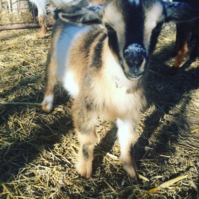 Acates23's profile picture. I am a Sherman girl who's brother is Tristan Cates.