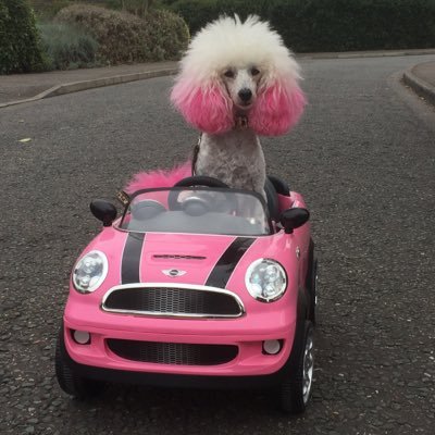@PoodleVenice