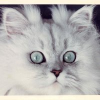 @nancycatlover.bsky.social (@nancycatlover) 's Twitter Profile Photo