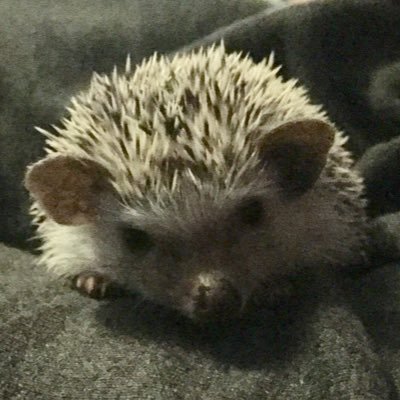 Pet hedgehog of the Belm family.