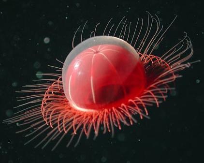 HjaltiDan's profile picture. 