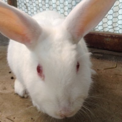 学校うさぎ Schoolrabbits Twitter 学校うさぎ Schoolrabbits Twitter