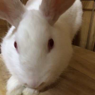 js6papa's profile picture. おてやわらかに！