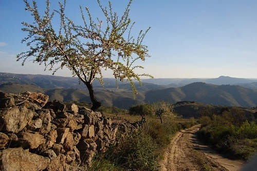 Bringing the best of Portugal's food and wine to those that want to know!
