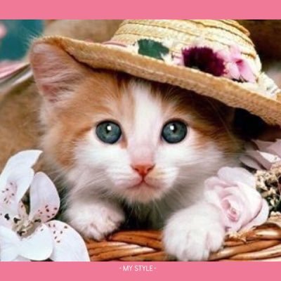 🐱恋娘 ❤️〜（ゝ。∂）💕🌸さんのプロフィール画像
