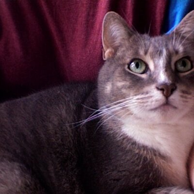 shadowself's profile image