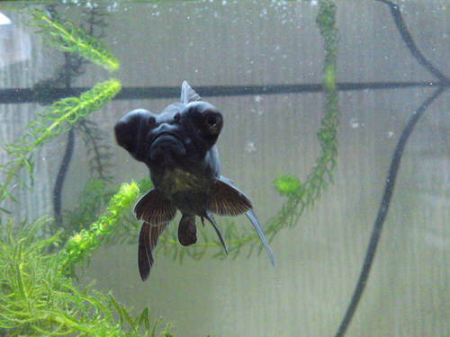 Black Moor goldfish, live with 4 others, enjoy eating, chasing other fish & digging in gravel!