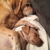 AllisonHibbertπ (@gp_kernow) 's Twitter Profile Photo AllisonHibbertπ (@gp_kernow) 's Twitter Profile Photo