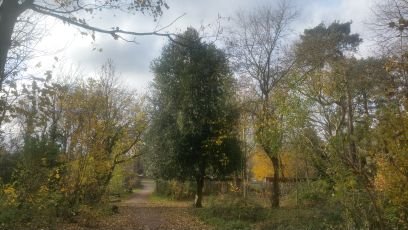 News & information about Nonsuch Park, Cheam Park, Cheam Rec, Warren Farm and Cherry Orchard. Events, wildlife, the ecology and how you can help.
