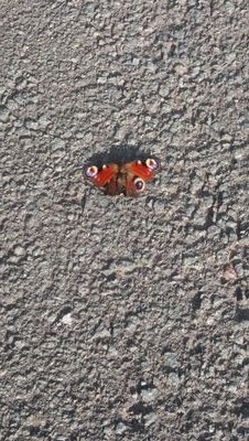 didopotatoisb's profile picture. 