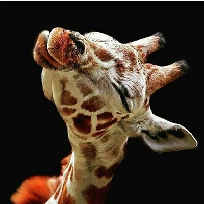 Giraffes Always Make Me Smiles ❤