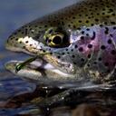 Wade Seymour - @greenbackalley - Twitter