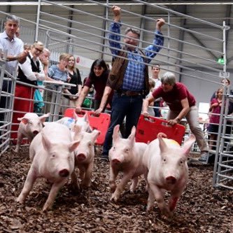 Schwein, Beratung, und mehr ...; pigs, consultan and more ...; Tierwohl/-gesundheit; animal wellbeing/-health; Tierschutzindikatoren; Projektmanagement