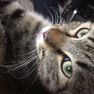 猫とアニメと声優とコーヒーとジャズをこよなく愛します