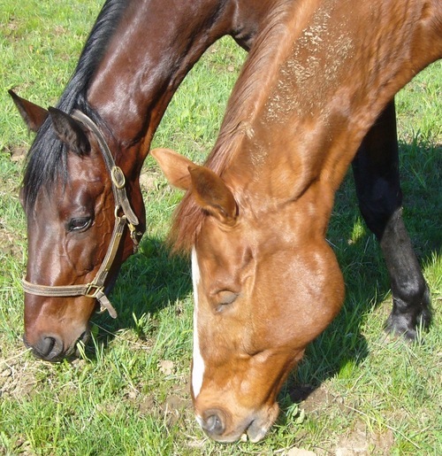 We are an equine rescue who's mission is to give abused horses a second chance and offer green pastures to retired horses luckyslegacy@gmail.com