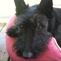 Piper Scottie - @PipeSch Twitter Profile Photo