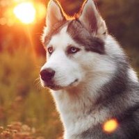 Rosa (@strayprotector) 's Twitter Profile