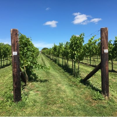 Founded in 2010, Poulton Hill Estate is a small family-run vineyard, situated in the idyllic countryside of The Cotswolds.