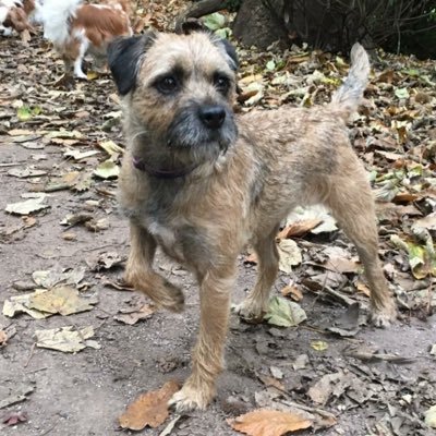 Molly Border Terrier