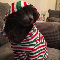 PunkRockinSmurf (@punkrockinsmurf) 's Twitter Profile