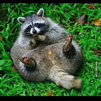 waterland4's profile picture. a racoon: studies history, hates ignorance
