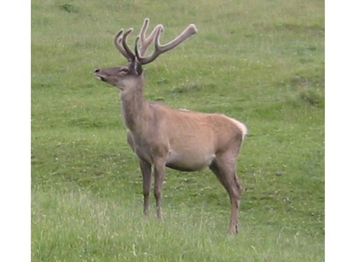 HuntersXtreme's profile picture. Here to bring you all of your hunting needs, such as crossbows, knives, arrows, scopes, broadheads, etc. Will have more in the future.