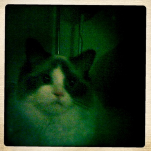 bitterkat's profile picture. I would like to see 100 hamsters running in a grassy field