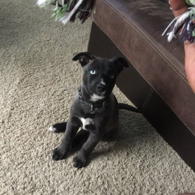 World cutest Huspit (Husky-Pitbull mix ) just looking for attention and free toys let me know if you can help
