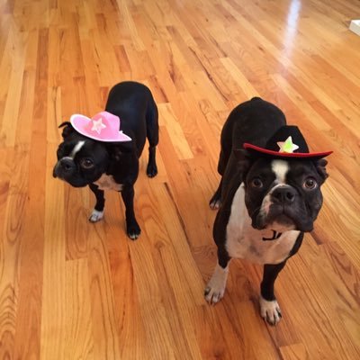 615MusicTeacher's profile picture. music educator, lover of Boston Terrier's, Pearl Jam, movies, books, true crime, and the beach