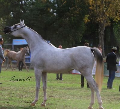 SOS20205's profile picture. @UaeHorses لدينا خيول عربيه اصيله مع شهادات الاصول موجوده في مزارع إيطاليا للراغبين التواصل 4000192@gmail.com 
For sale original Arabic horse with full great fa