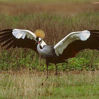 JonnKakooza's profile picture. 