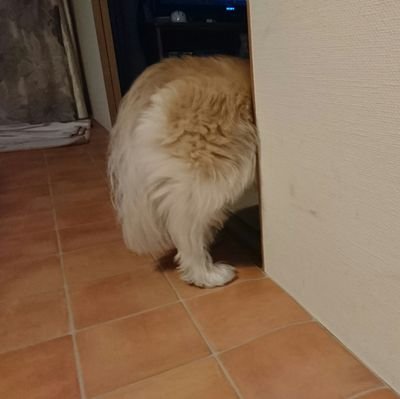動物(主に猫)用アカウントです
よろしくお願いします
#動物大好き #犬 #ねこ #lovedog #lovecat #adoptedcats #保護猫 #うにひょいぴぅ