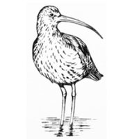 The Curlew (@thecurlew1) 's Twitter Profile