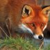 Fox (@hourlyfox) Twitter profile photo Fox (@hourlyfox) Twitter profile photo