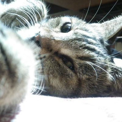 kyamada_ky's profile picture. ダムにたまに行き、V6とSnowManを茶の間でのんびりと応援中。普段は内容の無いことをぼちぼち。
フォロー諸々はご自由にどうぞ。
水辺ばかりのInstagram→@yamada_k6