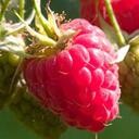 John Paxson - @inoutdoorgarden - Twitter