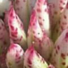 chutipat_dj's profile picture. 