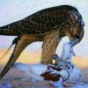 ذيب شمال (@5CIaCx8hPmAIJsg) Twitter