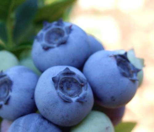 Growing blueberries for you to plant and enjoy the fruits of your yard!