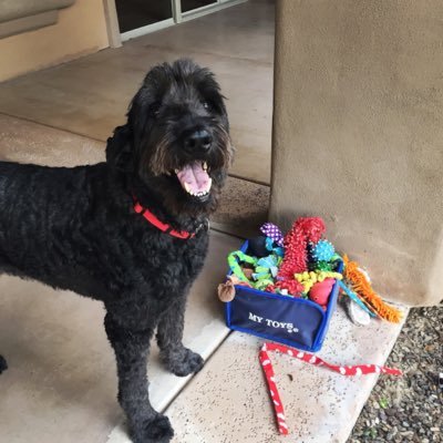 TheDoodlePack's profile picture. 