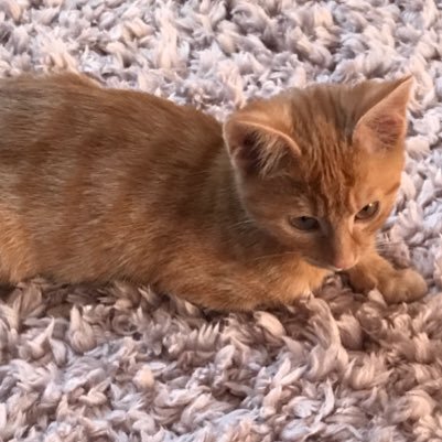 kytinsley's profile picture. don't worry about those who talk behind your back, there behind you for a reason.