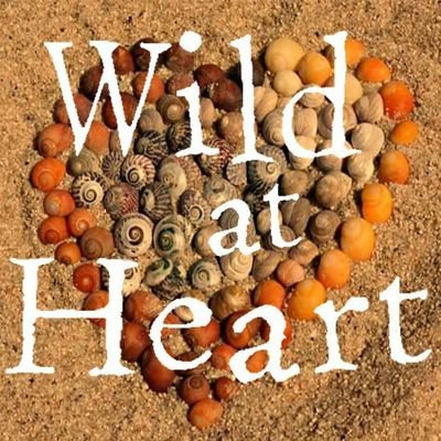 Wild at Heart is an innovative National Lottery Community Fund project from Sheffield & Rotherham Wildlife Trust. Connecting people with nature and each other.