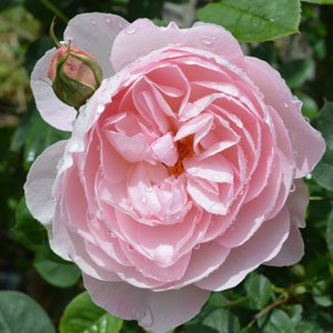JardinduR's profile picture. Jardin de la Maison Rose opened July 2017. This beautiful garden has taken 3 years to create & will delight those that visit her. David Austin Roses.