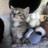 LucyandBella's profile image