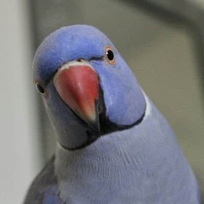 젤로:  바이올렛 목도리앵무새 ♂

Jello is a violet Indian ringneck parrot ♂