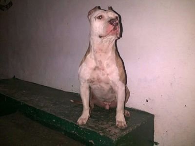 carlosmarioleon's profile picture. 