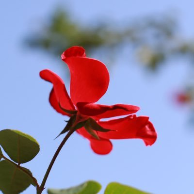 クリスタリン網膜症を発症し、バイクを降りました😌お寺巡りや花を撮るのが好きです😊まだ見える間にしたい事は沢山あります